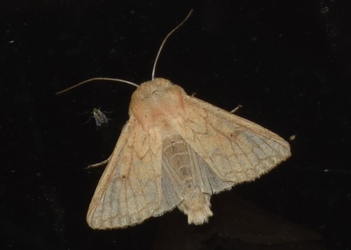 Noctuidae da Id - Mythimna (Mythimna) vitellina